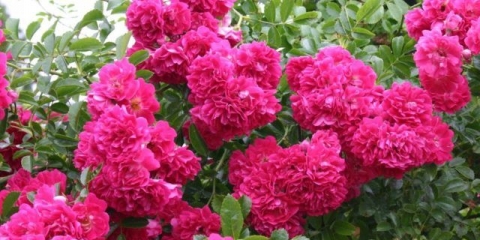 Ruža penjačica super excelsa (super excelsa): sadnja i njega